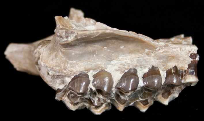 Oligocene Camel (Poebrotherium) Jaw Section #10540